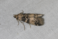 Euzophera pinguis