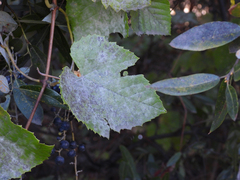 Vitis californica