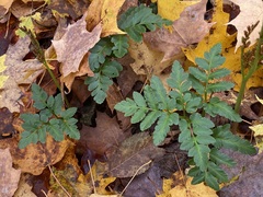 Sceptridium oneidense