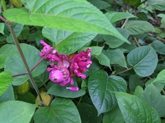 Salvia involucrata