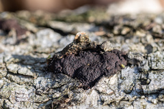 Jackrogersella multiformis