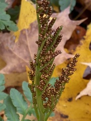 Sceptridium oneidense