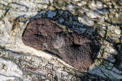 Jackrogersella multiformis