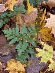 Sceptridium oneidense