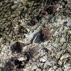 Jackrogersella multiformis