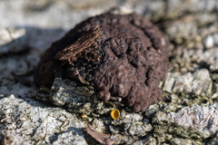 Jackrogersella multiformis