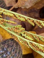 Sceptridium oneidense