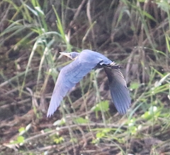 Ixobrychus flavicollis