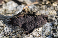 Jackrogersella multiformis