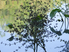 Echinodorus berteroi