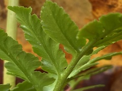 Sceptridium oneidense