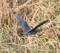 Ixobrychus flavicollis