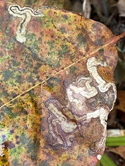 Stigmella quercipulchella