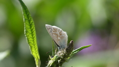 Polyommatus coridon