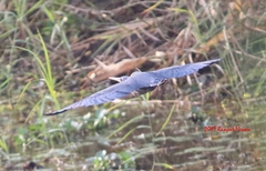 Ixobrychus flavicollis