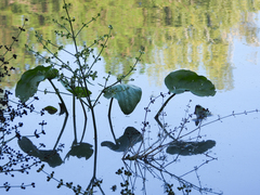 Echinodorus berteroi