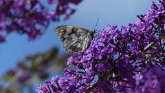Melanargia galathea