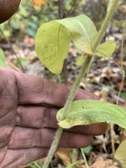 Erigeron pulchellus