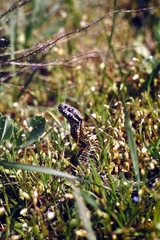 Vipera renardi