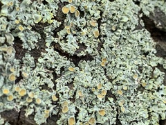 Xanthoria parietina