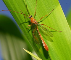 Dicamptus fuscicornis