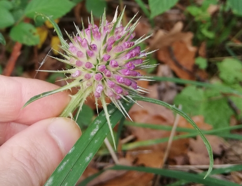 Dipsacus fullonum