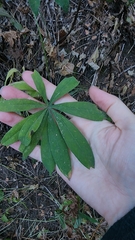 Lupinus latifolius