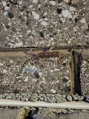 Hemidactylus turcicus