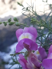 Antirrhinum tortuosum