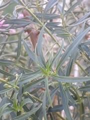 Antirrhinum tortuosum