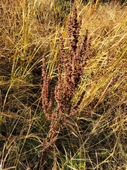 Rumex stenophyllus