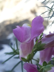 Antirrhinum tortuosum