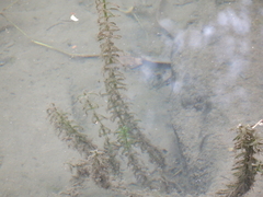 Egeria densa