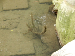 Egeria densa