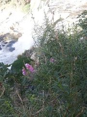 Antirrhinum tortuosum
