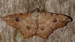 Semiothisa valmonaria