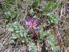 Astragalus shortianus