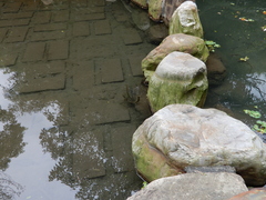 Egeria densa
