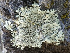 Xanthoparmelia stenophylla