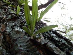 Lepisorus thunbergianus