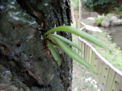 Lepisorus thunbergianus