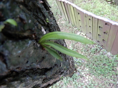 Lepisorus thunbergianus