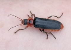 Cantharis rustica