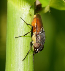 Stomorhina xanthogaster
