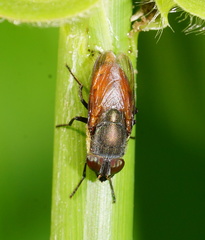 Stomorhina xanthogaster