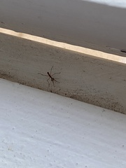 Miomantis caffra