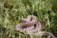 Vipera renardi