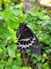 Papilio polymnestor