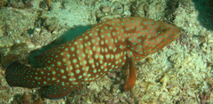Cephalopholis cyanostigma