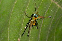 Eumastax